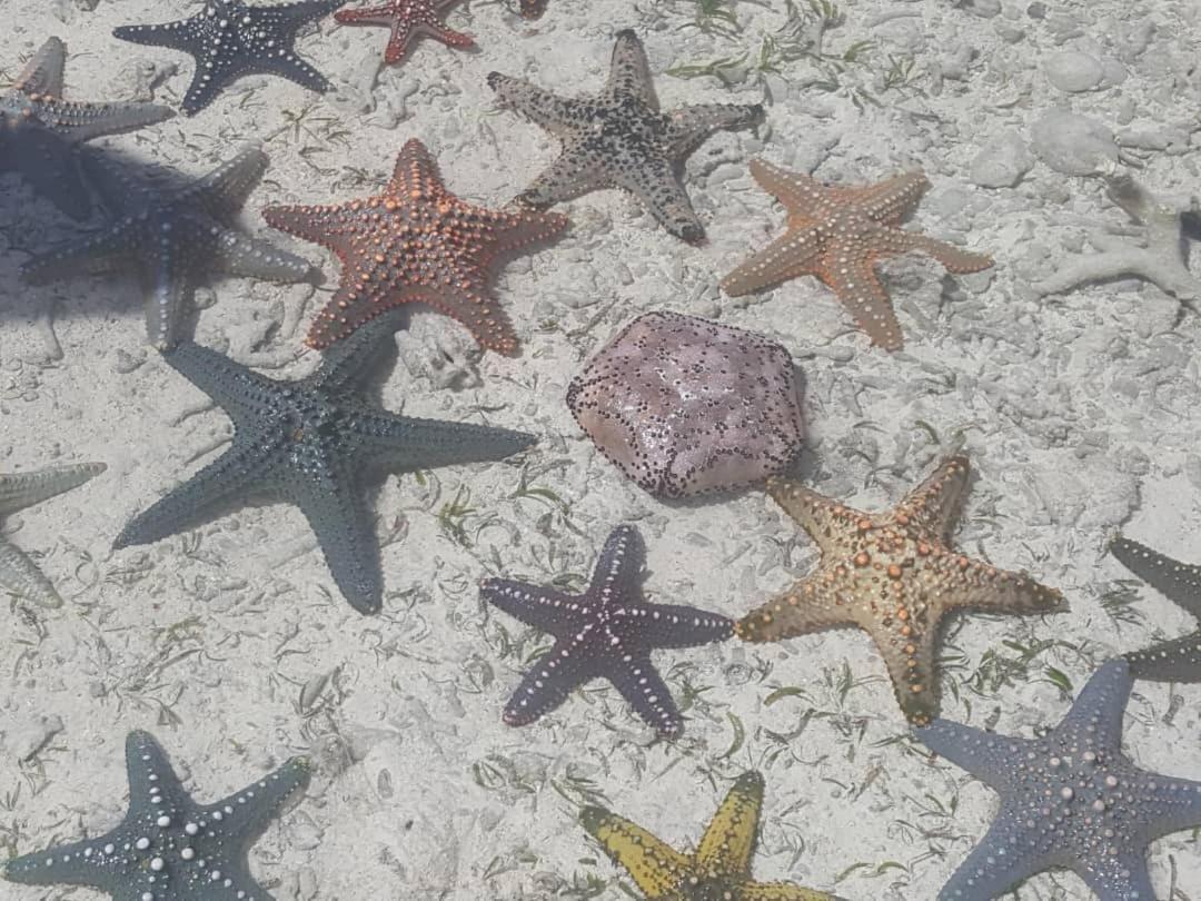 فندق بواني ماكهانجانيفي  Lucrezia'S Garden Zanzibar المظهر الخارجي الصورة